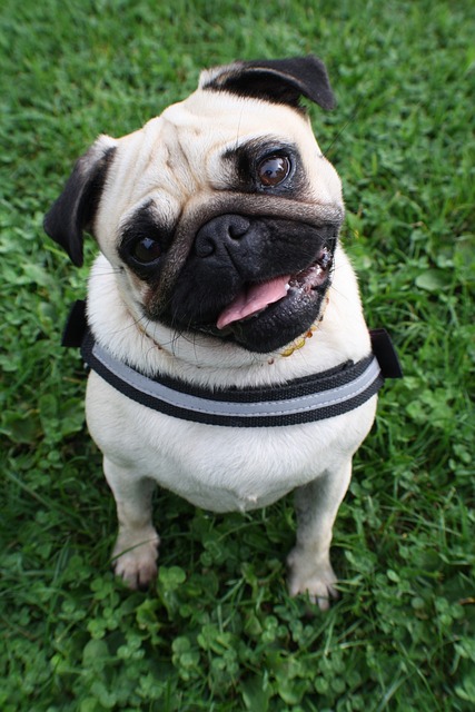 Pug Carlino